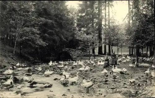 Ak Finsterbergen Friedrichroda Thüringen, Gänseliesel im Leinagrund, Waldpartie