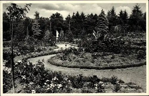 Ak Sangerhausen im Kreis Mansfeld Südharz, Partie im Rosarium