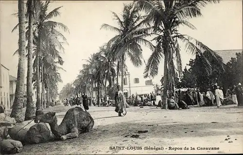 Ak Saint Louis Senegal, Repos de la Caserne, Straßenpartie, Kamel 