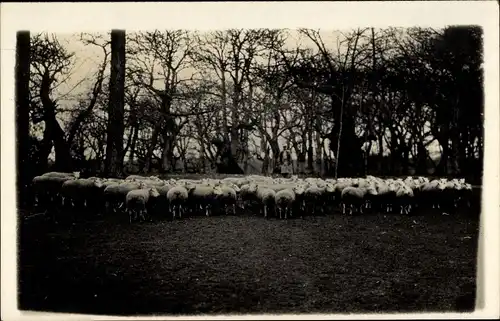 Foto Ak Boismorand Loiret, Schafherde auf einer Wiese, kahle Bäume