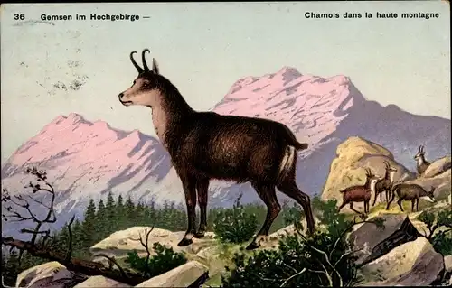 Künstler Ak Gemsen im Hochgebirge, Chamois dans la haute montagne