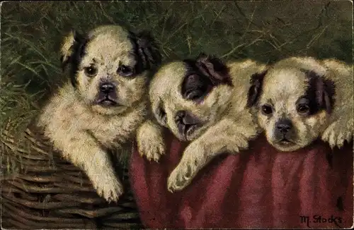 Künstler Ak Stocks, M., Drei schwarz weiße Hundewelpen in einem Korb