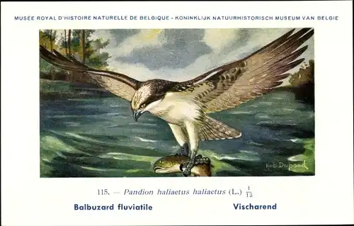 Künstler Ak Dupond, Hub., Pandion haliaetus haliaetus, Balbuzard fluviatile, Vischarend, Fischadler