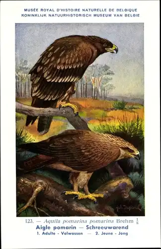 Künstler Ak Dupond, Hub., Aquila pomarina, Aigle pomarin, Schreiadler, Pommernadler