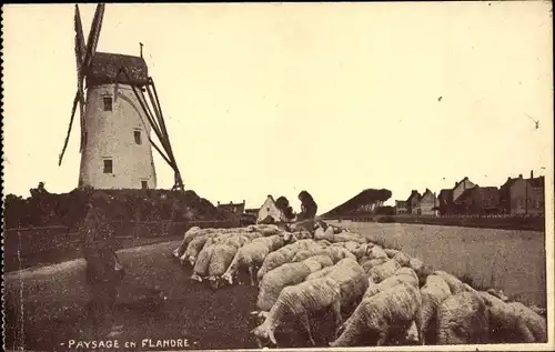 Ak Belgien, Paysage en Flandre, Schafherde vor einer Windmühle