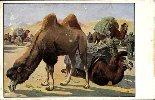 Künstler Ak Kamelkarawane in der Wüste, Meinholds Tierbilder, Volksschule