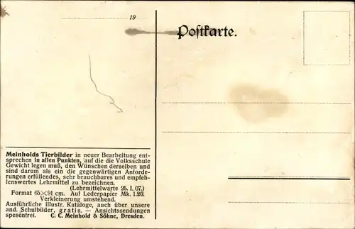 Künstler Ak Kamelkarawane in der Wüste, Meinholds Tierbilder, Volksschule