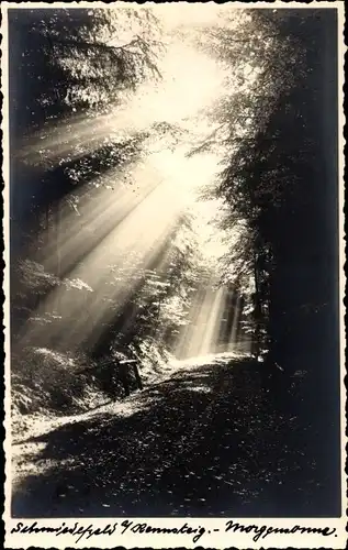 Foto Ak Schmiedefeld am Rennsteig Thüringen, Waldpartie mit Morgensonne