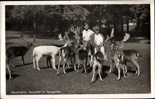 Ak Neustrelitz Mecklenburg Vorpommern, Damwild im Tiergarten