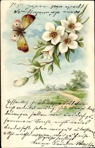 Litho Bunter Schmetterling im Anflug auf einen Blütenzweig