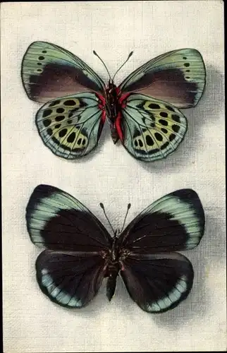 Ak Schmetterlinge, Callithea Leprieuri, Peru, Collection Boubee