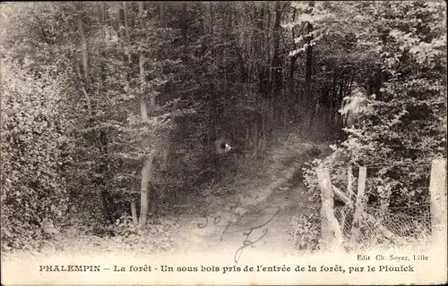 Ak Phalempin Nord, Un sous bois pris de l'entrée de la forêt, par le Plouick