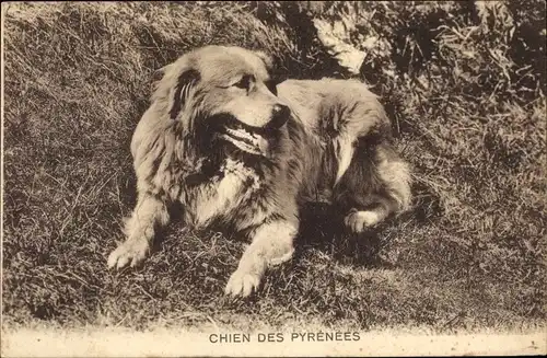 Ak Chien de Montagne des Pyrénées, Patou, französische Hunderasse