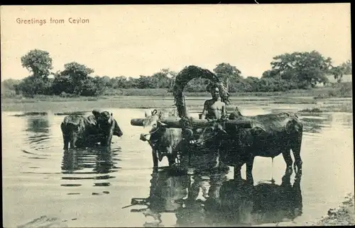 Ak Ceylon Sri Lanka, Farmer with Cows, Bauer mit Viehgespann