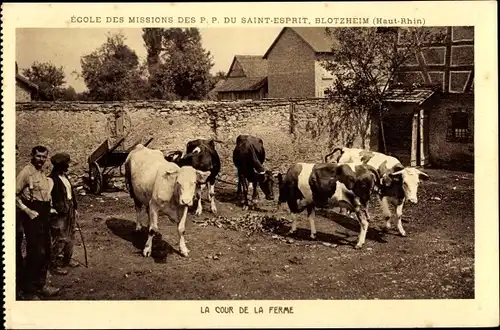 Ak Blotzheim Elsass Haut Rhin, Mission du Saint Esprit, la cour de la ferme, Rinder