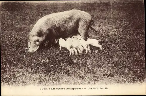 Ak Les scènes champêtres, Une belle famille, Schwein, Sau, Ferkel