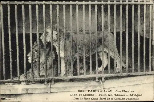 Ak Paris, Lion et Lionne, Jardin des Plantes, Löwe, Löwin, Käfig