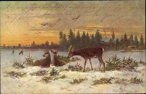 Künstler Ak Müller, M. jun., Haar und Federwild, Rehe zwischen Tannenbäumen im Schnee