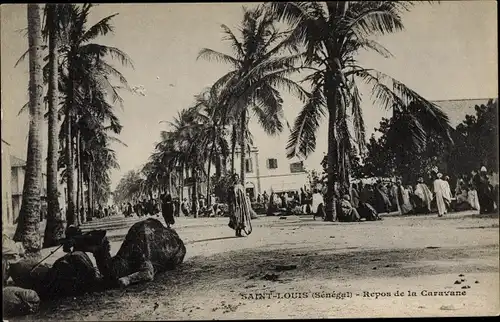 Ak Saint Louis Senegal, Repos de la Caravane, Kamele, Palmen, Karawane bei der Rast