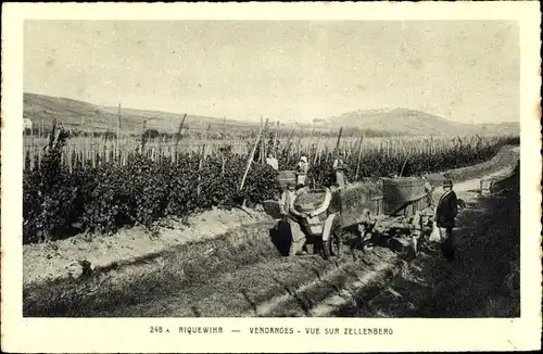 Ak Riquewihr Reichenweier Elsass Haut Rhin, Vendanges, Vue sur Zellenberg, Weinernte