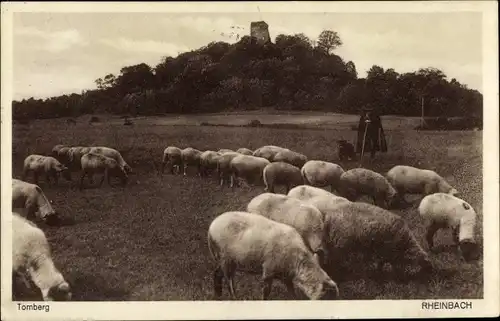 Ak Rheinbach im Rhein Sieg Kreis, Tomberg, Schafe, Schäfer, Schäferhund