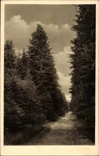 Ak Königsfeld im Schwarzwald Baar Kreis, Neuhauser Weg, Waldpartie