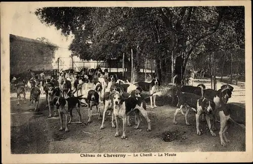 Ak Cheverny Indre et Loire, Le Chenil, La Meute, Jagdhunde