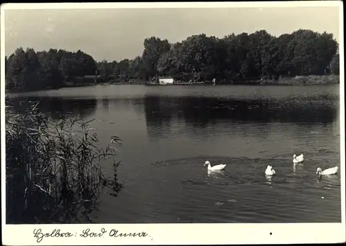 Foto Ak Helbra Sachsen Anhalt, Bad Anna, Seeblick, Enten