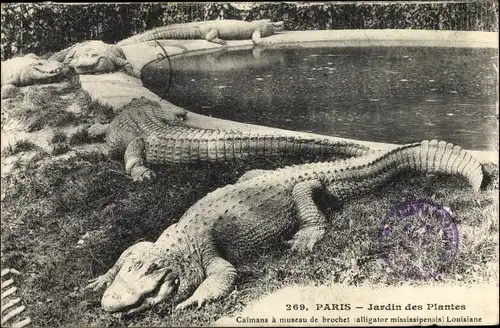 Ak Paris, Jardin des Plantes, Caimans à museau de brochet