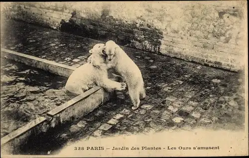 Ak Paris, Jardin des Plantes, Les Ours s'amusent, Eisbären im Gehege