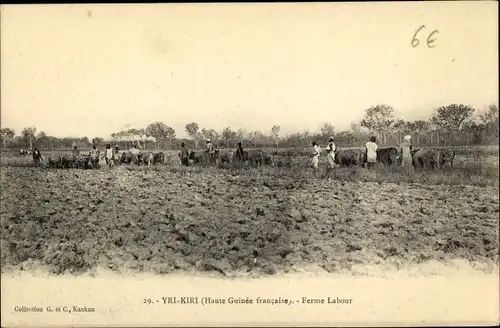 Ak Yri Kiri Guinea, Ferme Labour, Afrikaner bei der Feldarbeit, Rinder