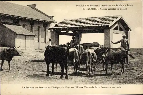 Ak Saadia Tunesien, Vaches croisées au pesage, Rinder