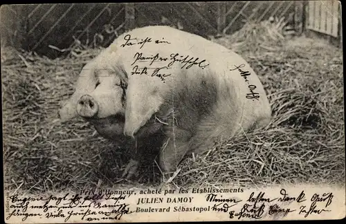 Ak Cochon, Schwein, Prix d'Honneur, acheté par les Etablissements Julien Damoy, Boulevard Sébastopol