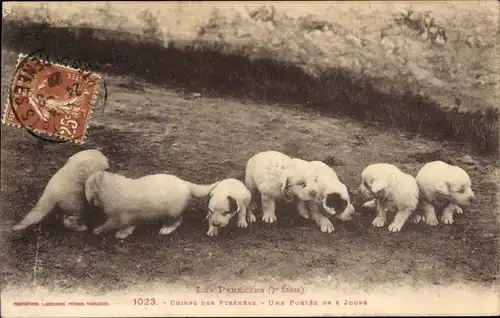 Ak Chiens des Pyrénées, Une portée de 8 jours, Pyrenäenberghunde, Welpen