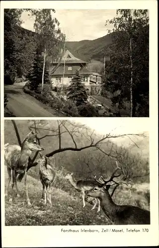 Ak Zell an der Mosel, Forsthaus Irlenborn, Hirsche im Wald