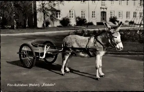 Ak Ruhleben Bösdorf in Schleswig Holstein, Fridolin, Eselskarren