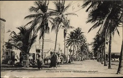 Ak Saint Louis Senegal, Avenue des Cocotiers, Straßenpartie, Palmen 