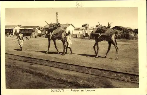 Ak Djibouti Dschibuti, Retour en brousse, chameaux