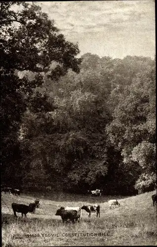 Ak Yeovil Somerset South West England, Constitution Hill, Cows