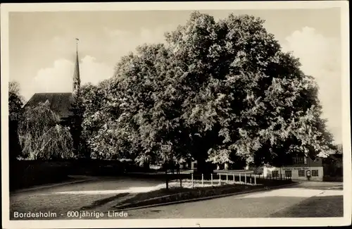 Ak Bordesholm in Schleswig Holstein, 600jh Linde
