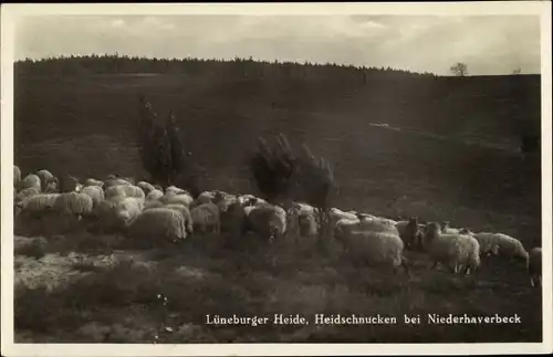 Ak Lüneburger Heide, Blick auf Heidschnucken, Schafe