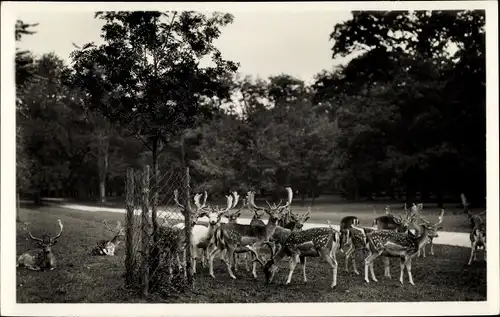 Ak Kirchrode Hannover, Wirtschaftsbetrieb Tiergarten, Inh. Ed. Schwarz, Hirsche