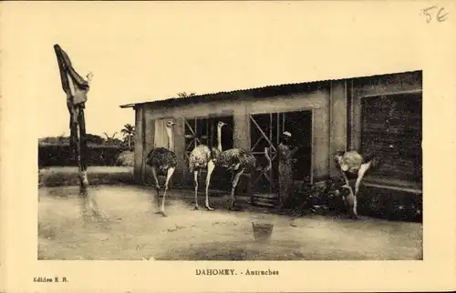 Ak Dahomey Benin, Autruches, Straußenfarm