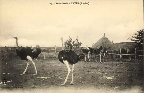 Ak Kayes Mali, Autrucherie, Straußenfarm