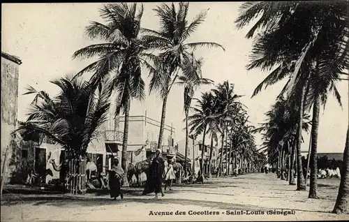 Ak Saint Louis Senegal, Avenue des Cocotiers, Kokospalmenallee