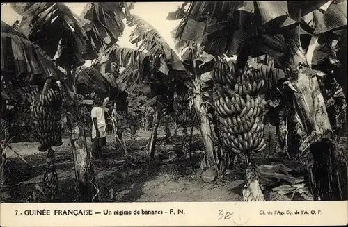 Ak Franz. Guinea, Un régime de bananes, Bananenplanatge