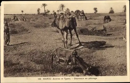 Ak Marokko, Scenes et Types, Chameaux en paturage, Kamele und Esel