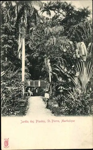 Ak Saint Pierre Martinique, Jardin des Plantes, Gartenpartie, Baum der Reisenden