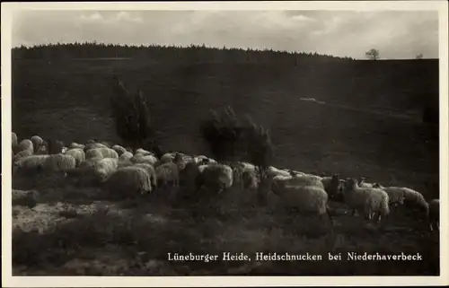 Ak Niederhaverbeck Bispingen in der Lüneburger Heide, Heidschnucken, Schafherde