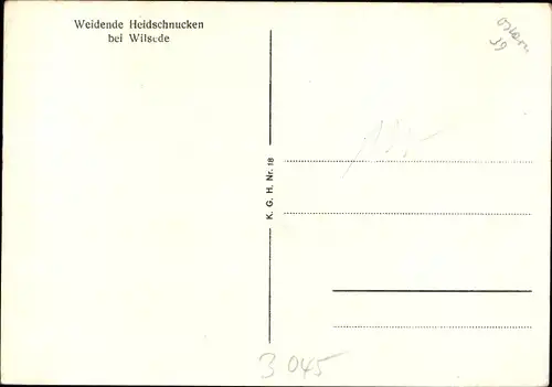 Ak Wilsede Bispingen im Heidekreis, Weidende Heidschnucken